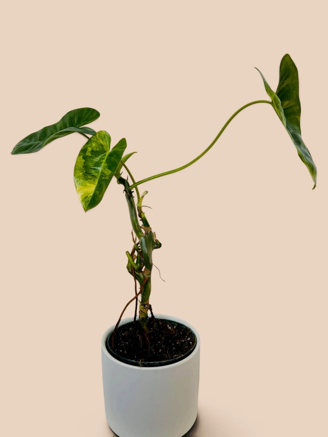 Philodendron Burle Marx