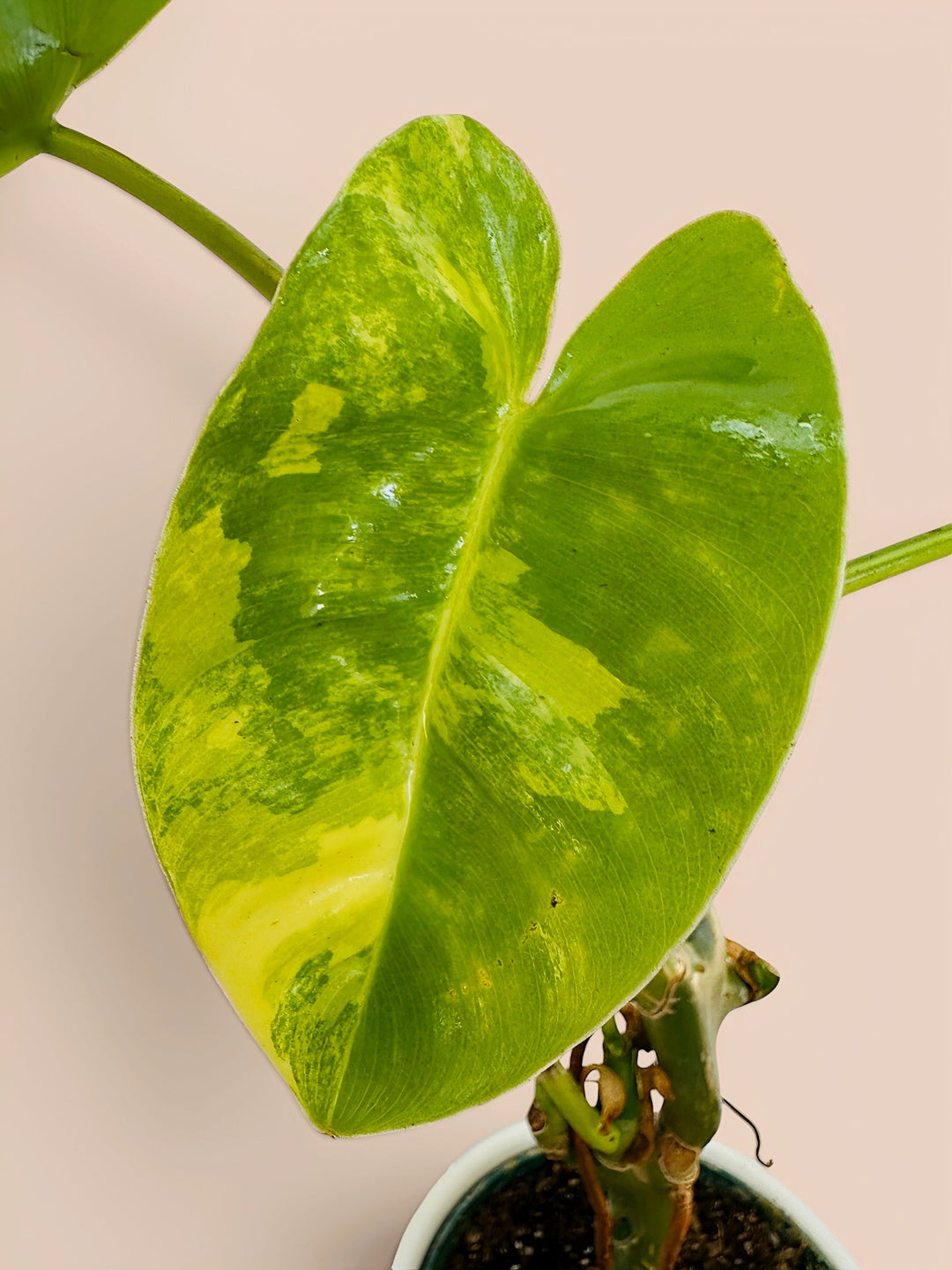 Philodendron Burle Marx