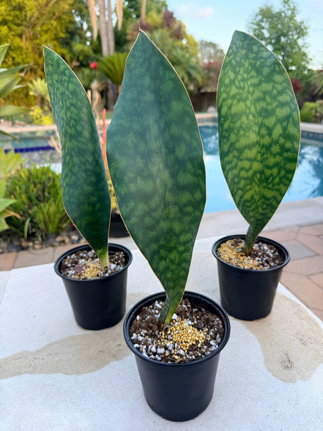 Whale Fin Sansevieria