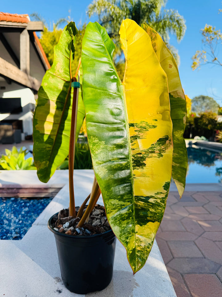 Variegated Billietaie rare