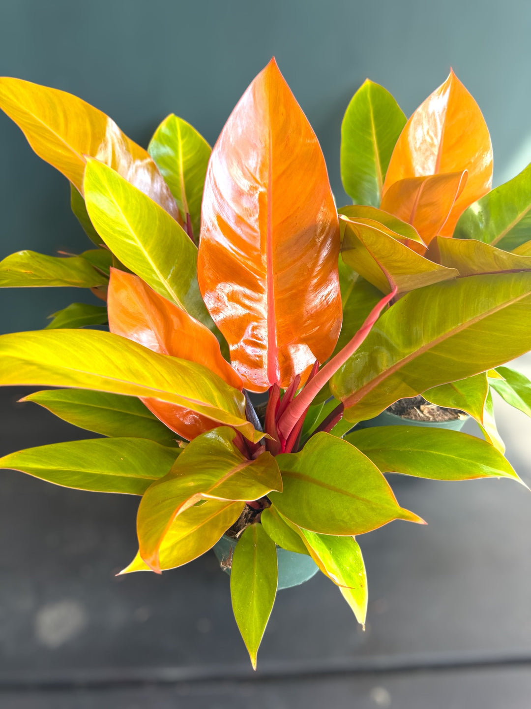 Rare Prince of Orange for sale at Plant Vault