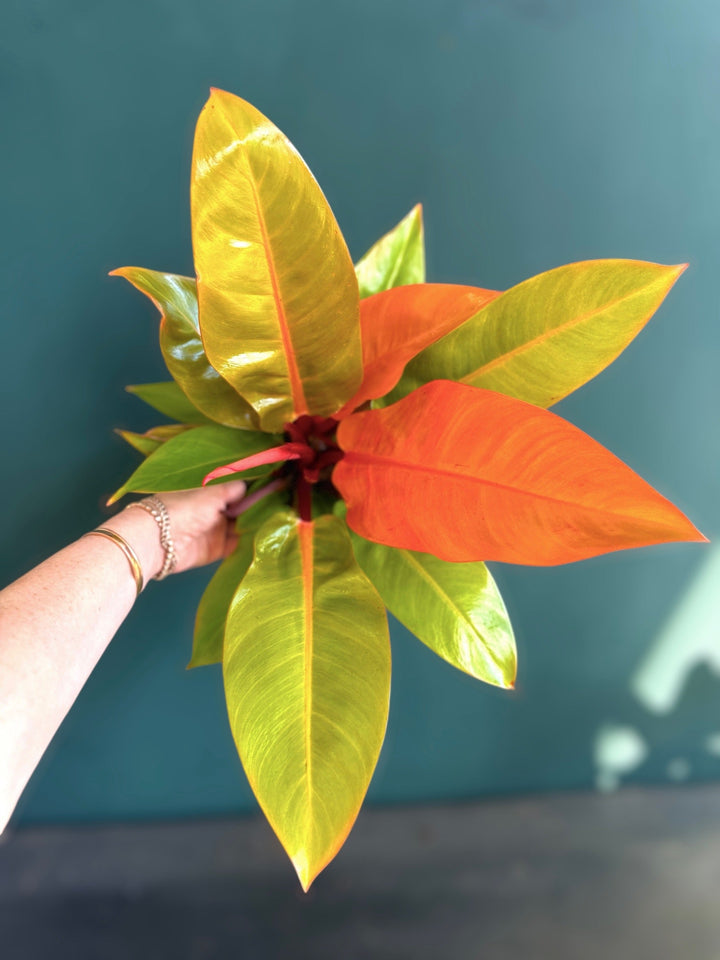 Prince of Orange for sale