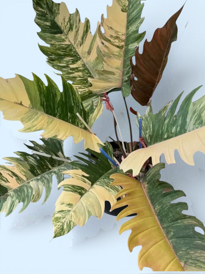 Caramel Marble Philodendron