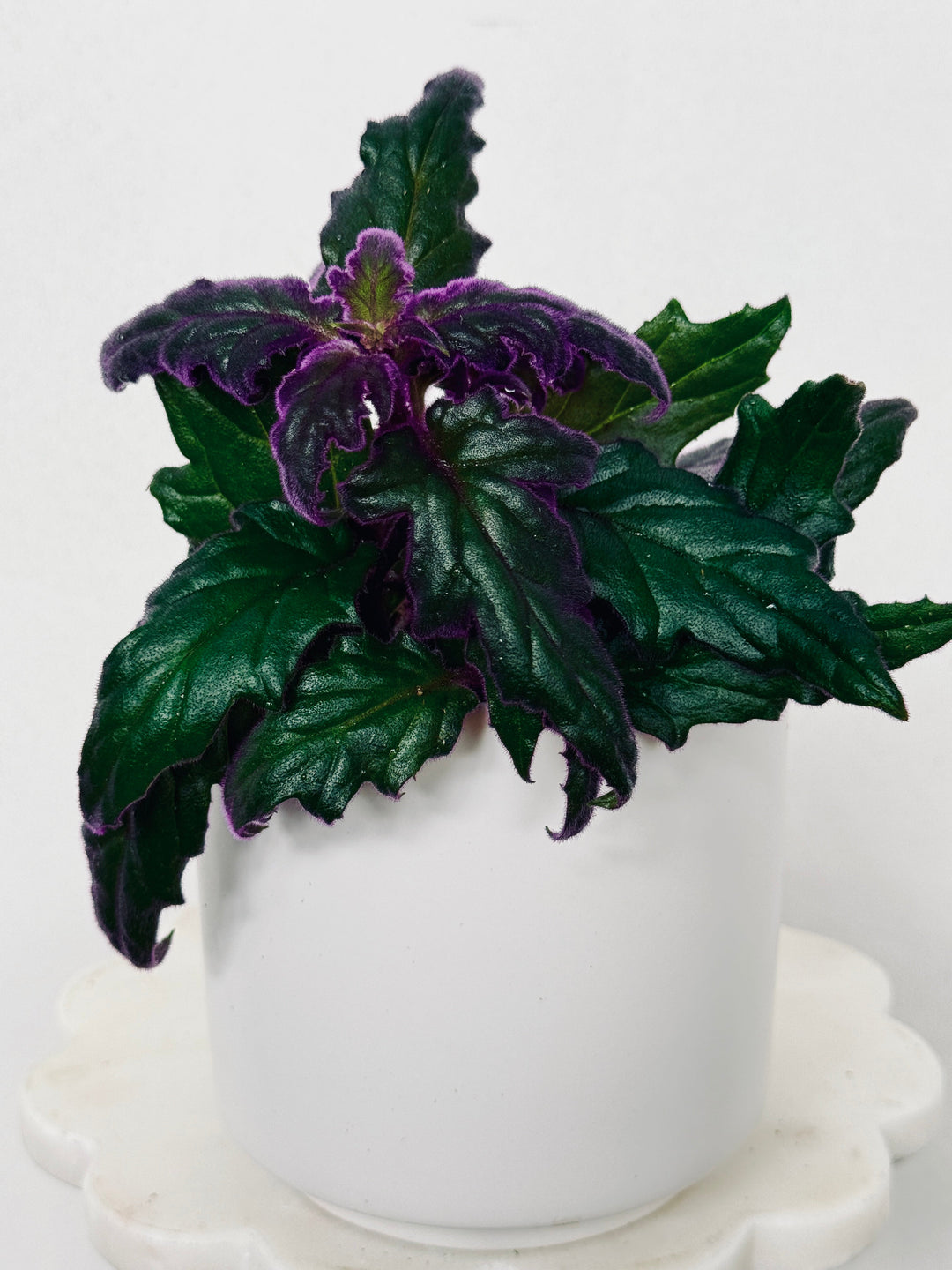 Gynura Aurantiaca/Purple Passion