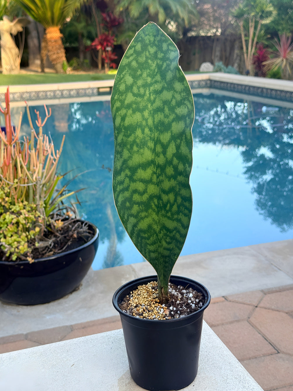 Whale Fin Snake Plant / rare 