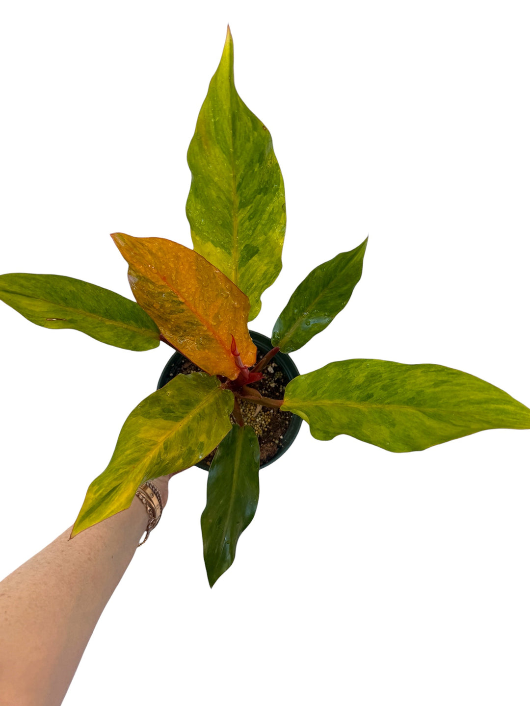 Philodendron Orange Marmalade rare plant for sale