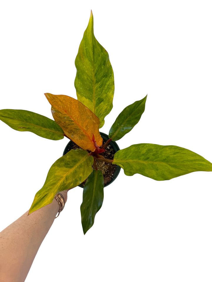 Philodendron Orange Marmalade rare plant for sale
