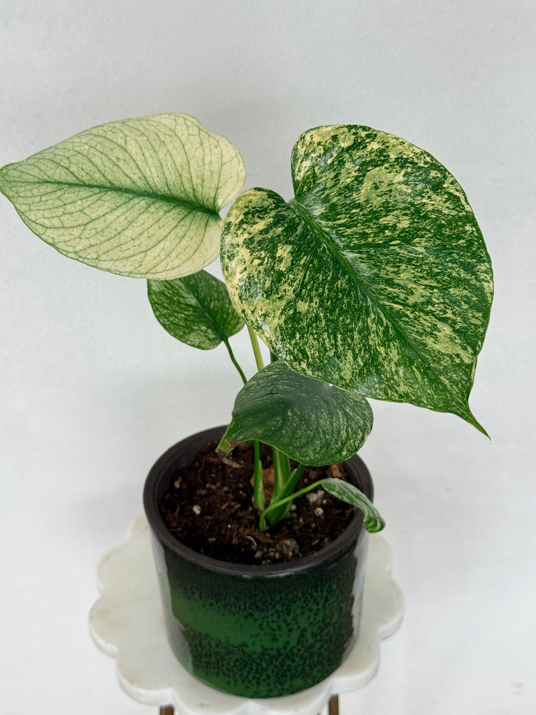 Monstera mint variegated for sale