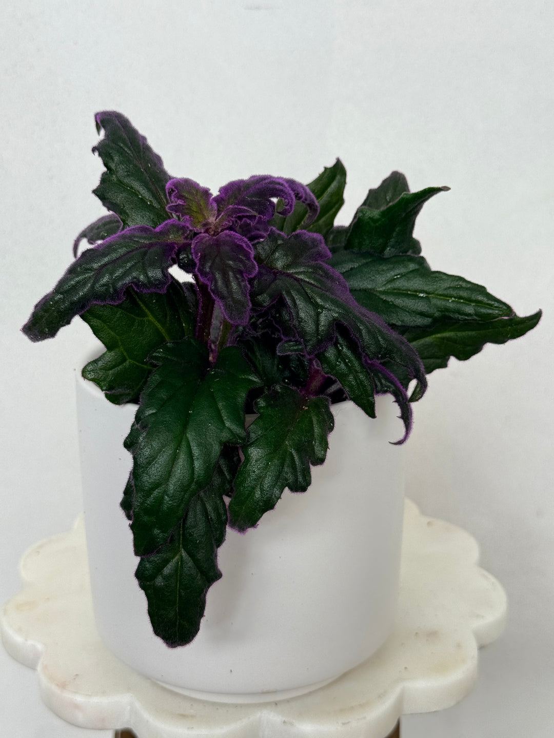 Gynura Aurantiaca/Purple Passion