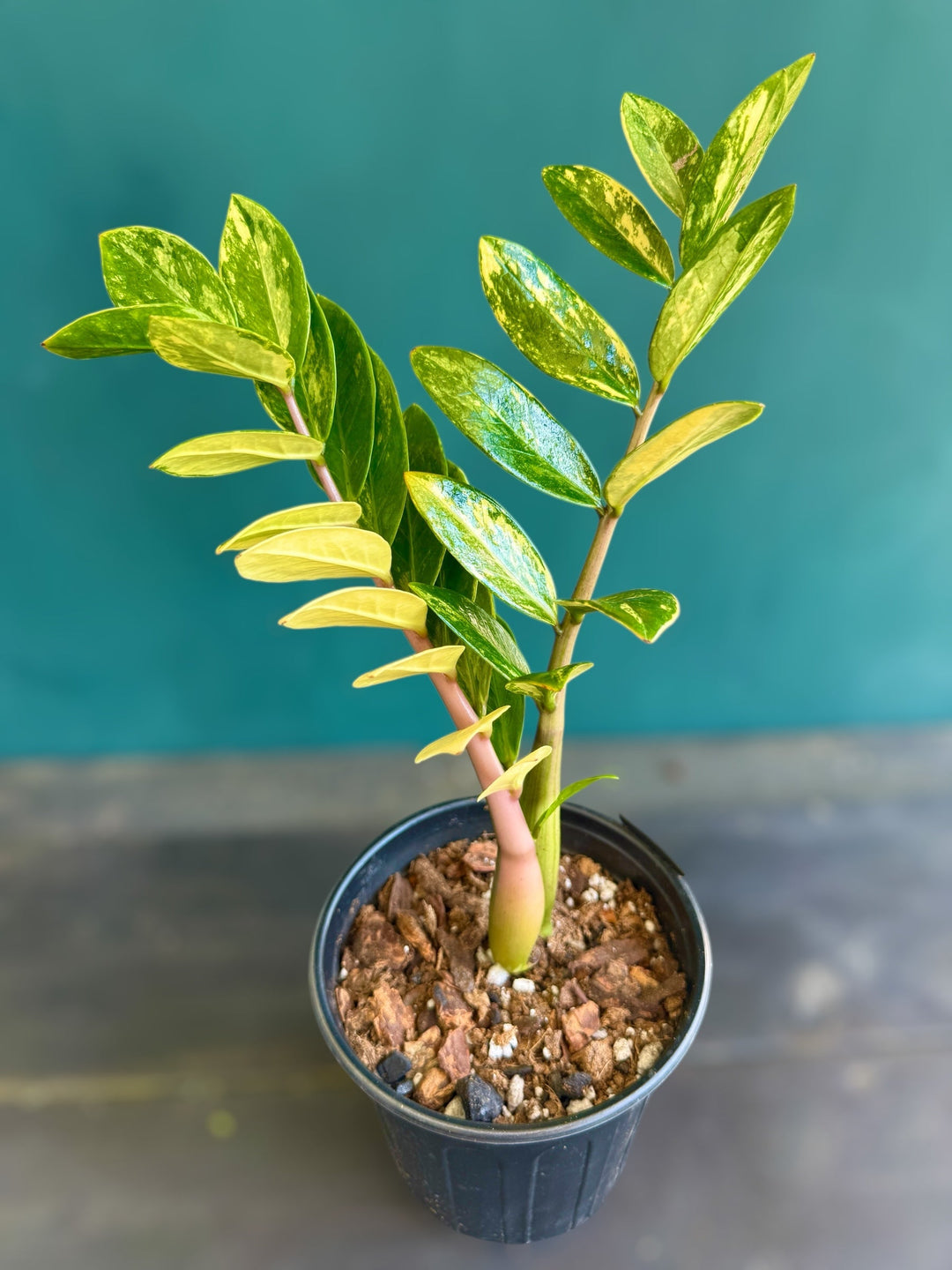 Variegated ZZ 