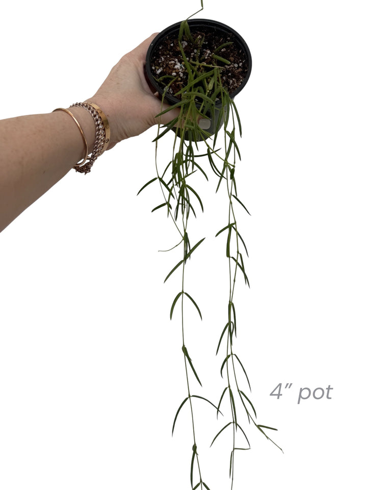 trailing Hoya Linearis