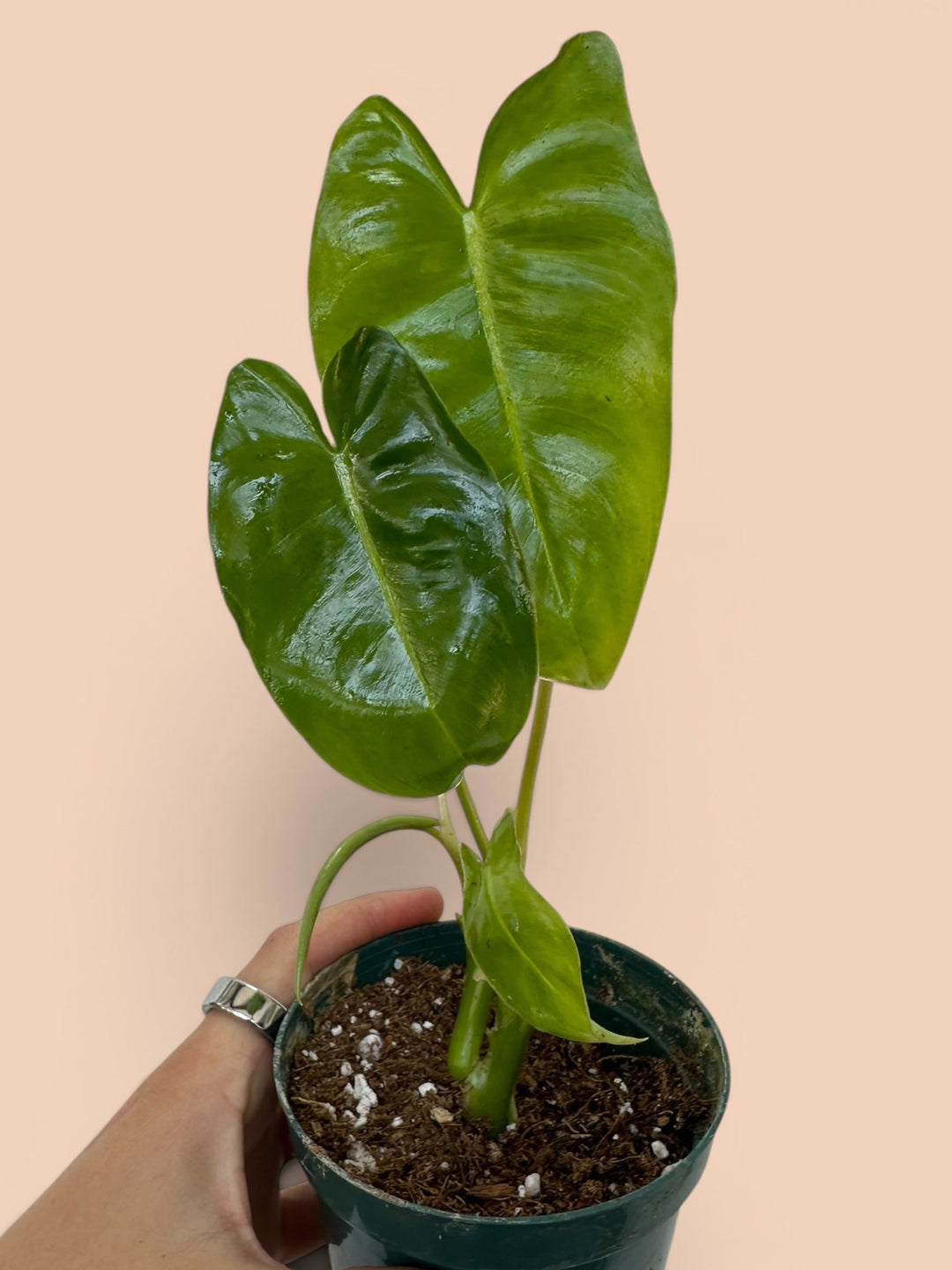 Philodendron Burle Marx
