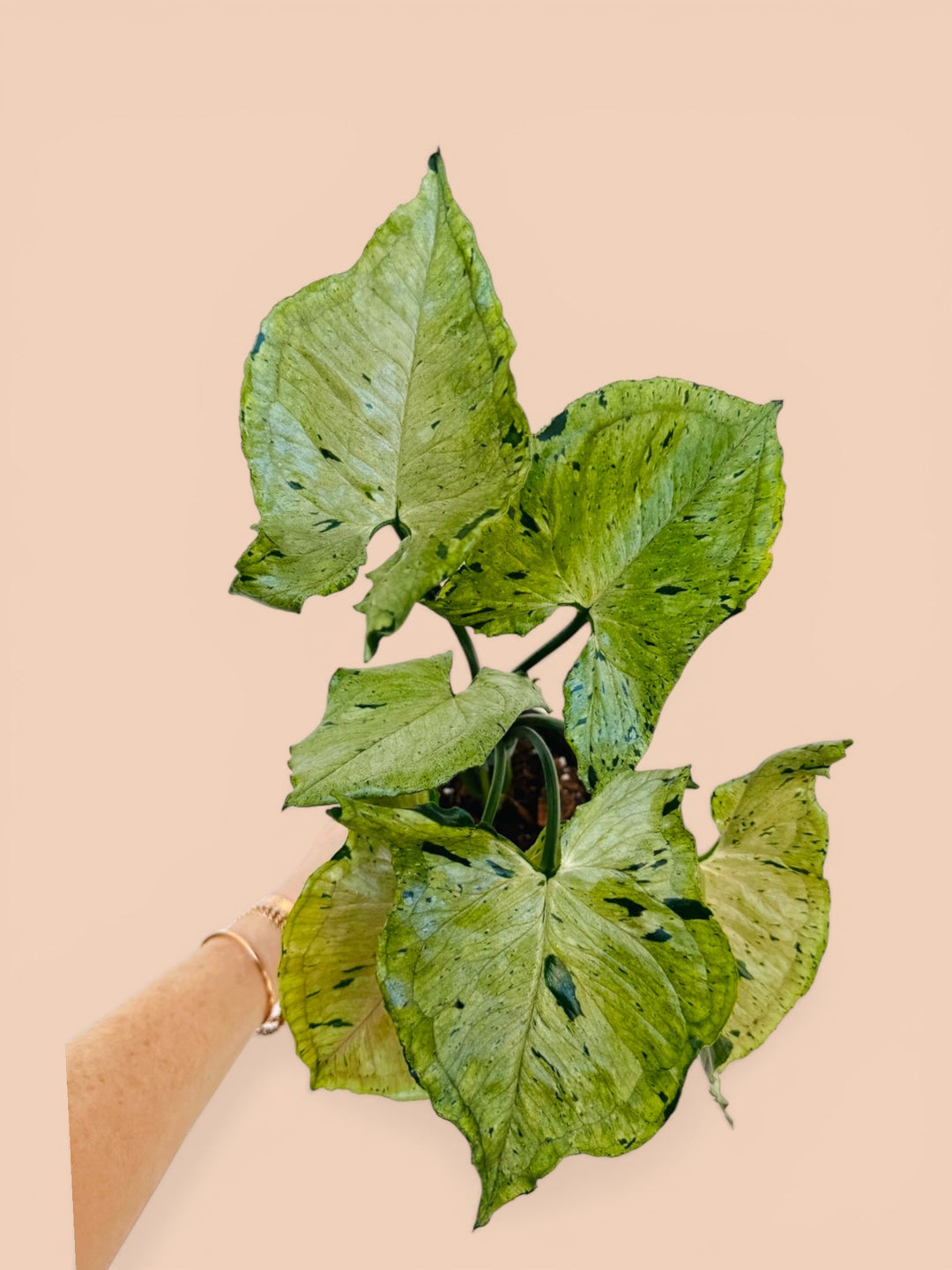 Syngonium green splash for sale 