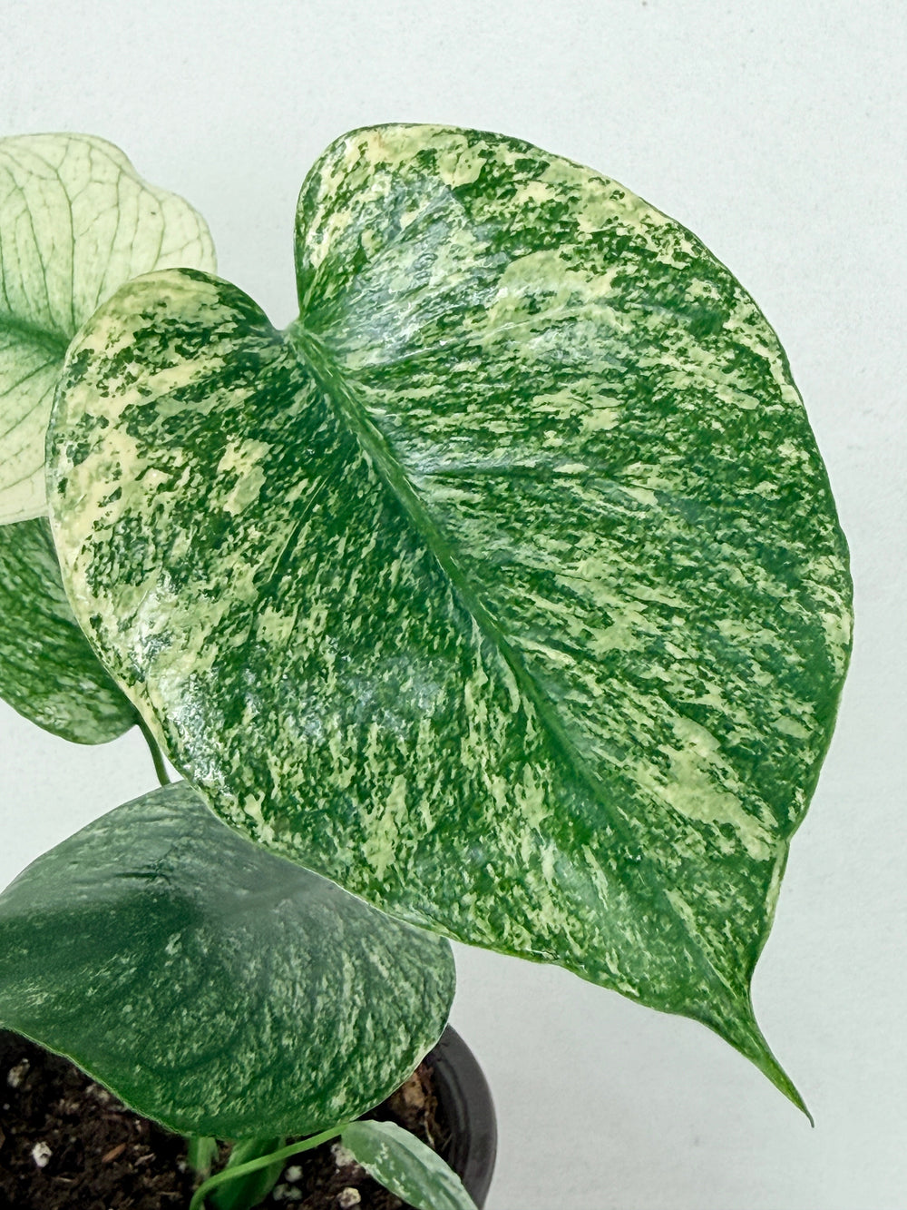 Variegated Monstera Mint
