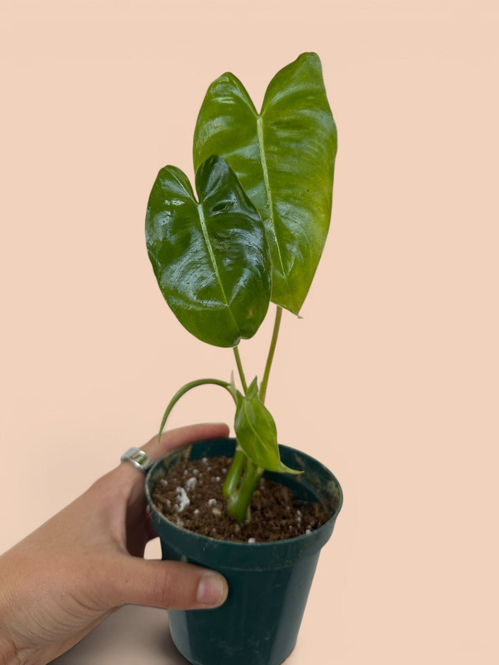 Philodendron Burle Marx