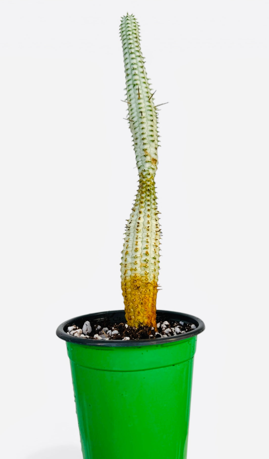 "Corn Cob" Euphorbia mammillaris
