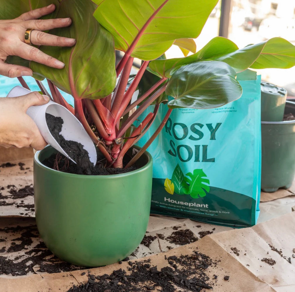 4qt Organic Potting Soil Mix, Indoor, Houseplants &amp; Herbs for Sale at Plant Vault 