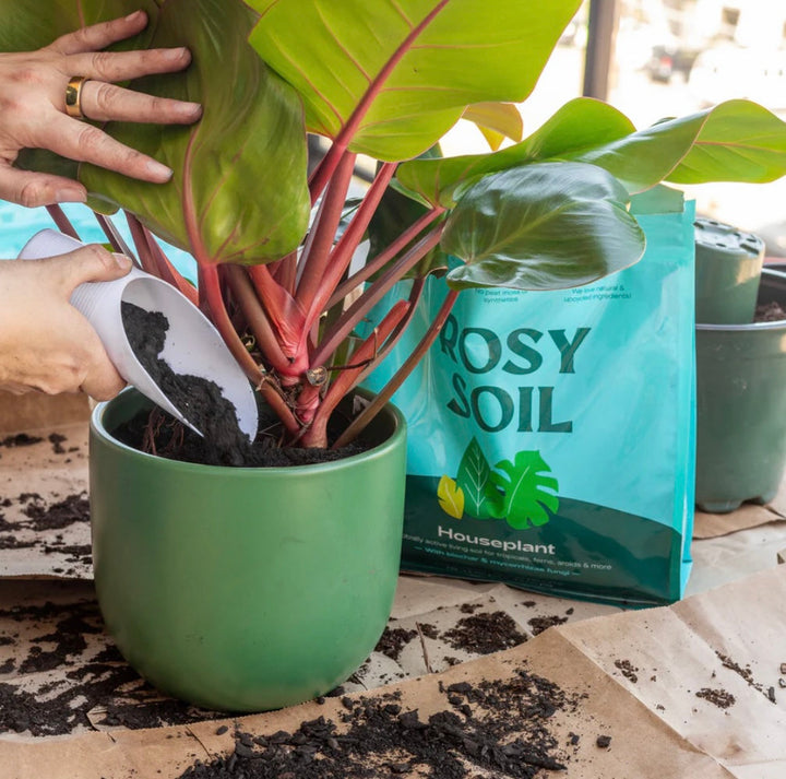 4qt Organic Potting Soil Mix, Indoor, Houseplants &amp; Herbs for Sale at Plant Vault 