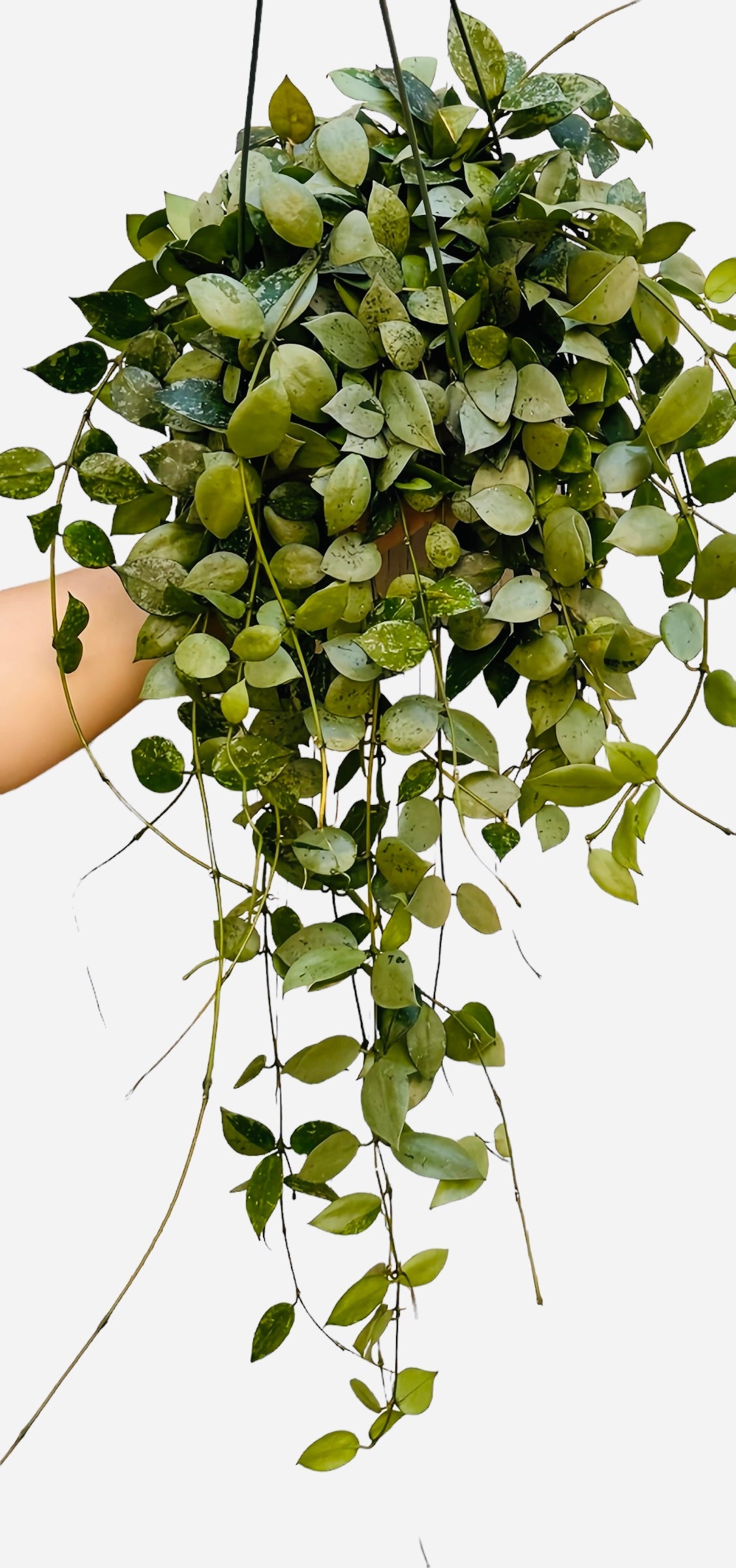 Extra Long Hoya krohniana 'Eskimo' - Super Silver Hoya (6")