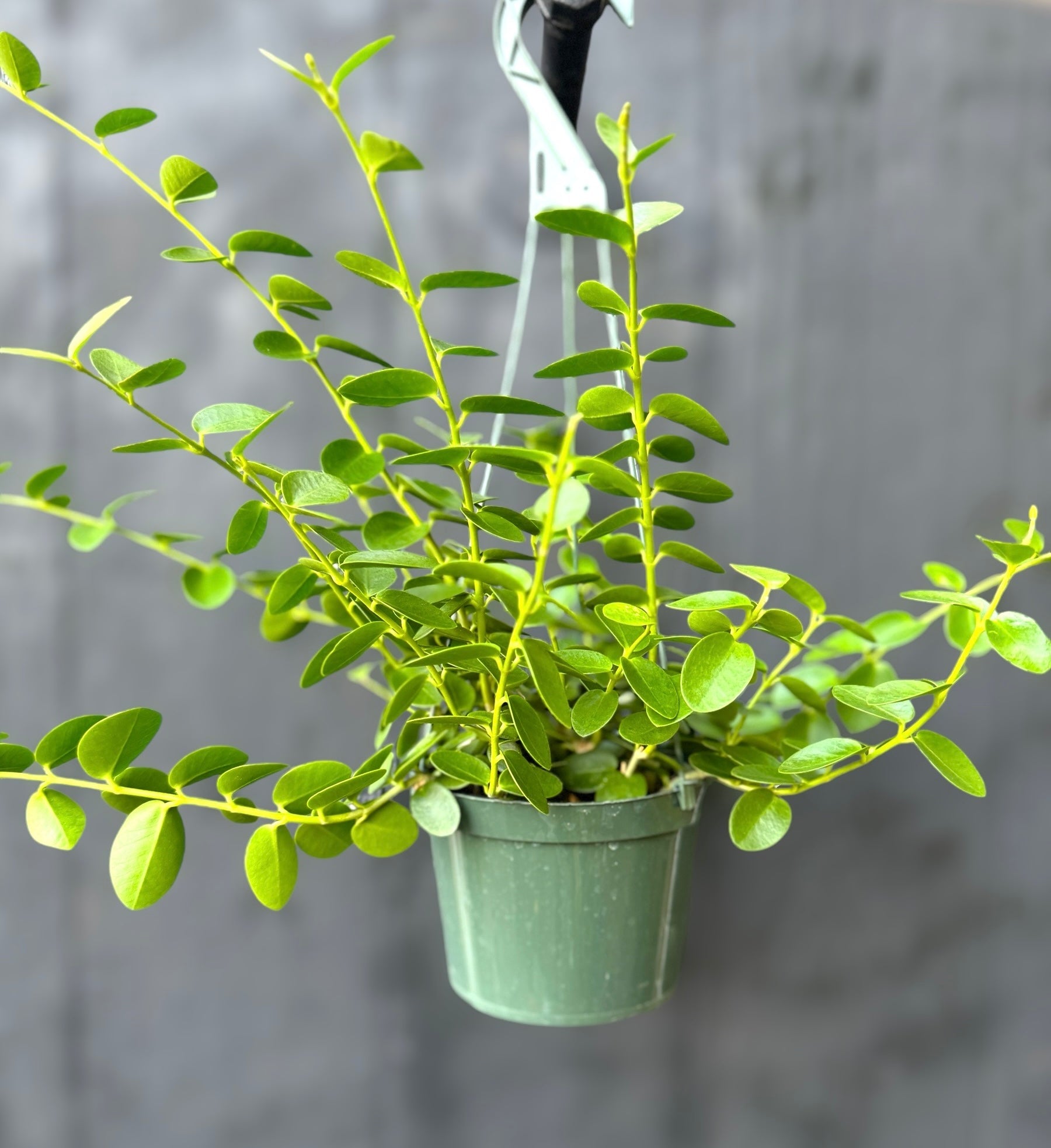 Hoya Cumingiana