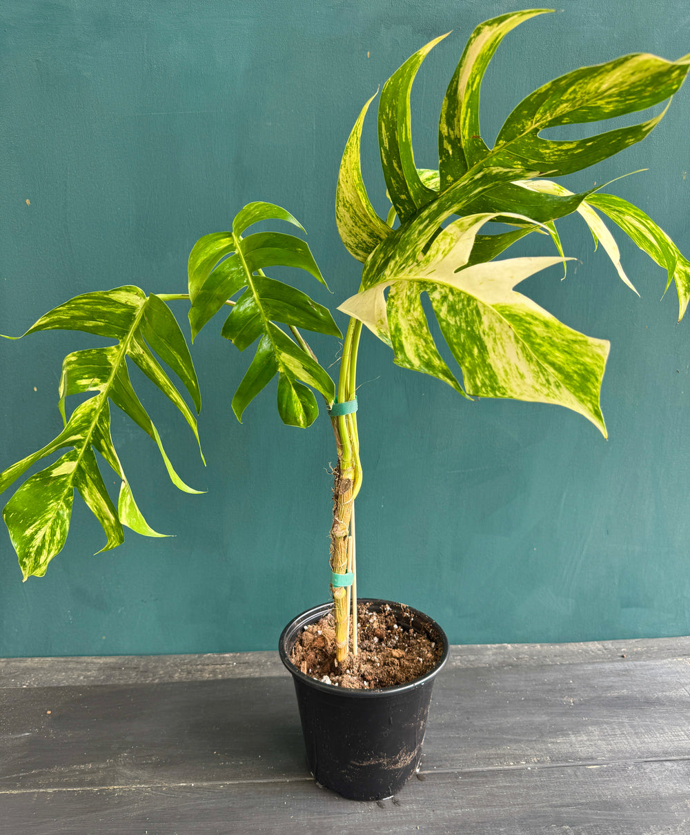 Epipremnum Golden Flame