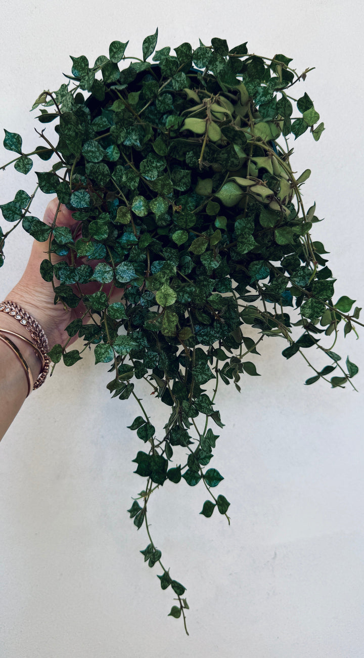 Hoya “Eskimo” Curtisii for sale at Plant Vault