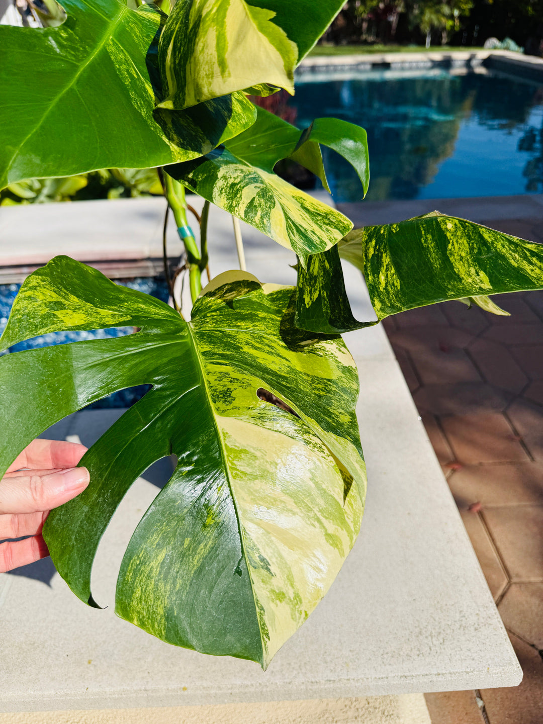 Monstera Aurea for sale 