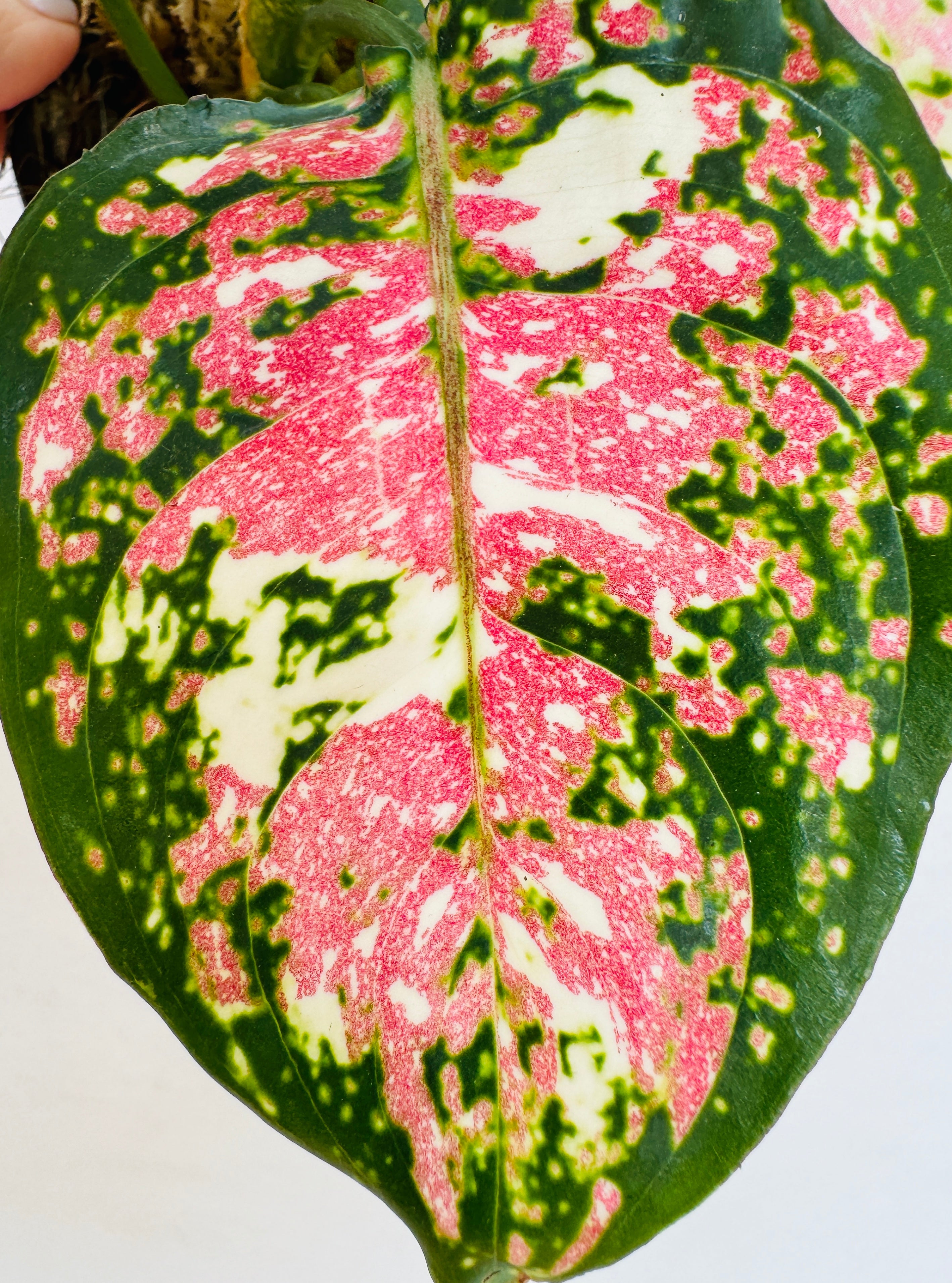 Aglaonema Tricolor Anyamanee indoor houseplant