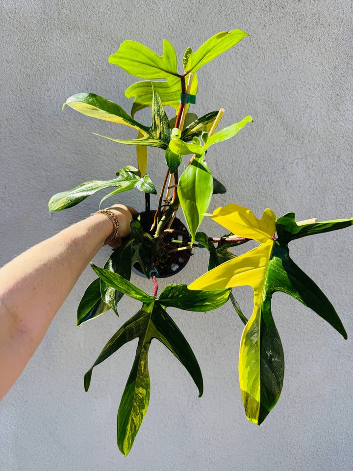 Rare Philodendron Flordia Beauty for sale at Plant Vault