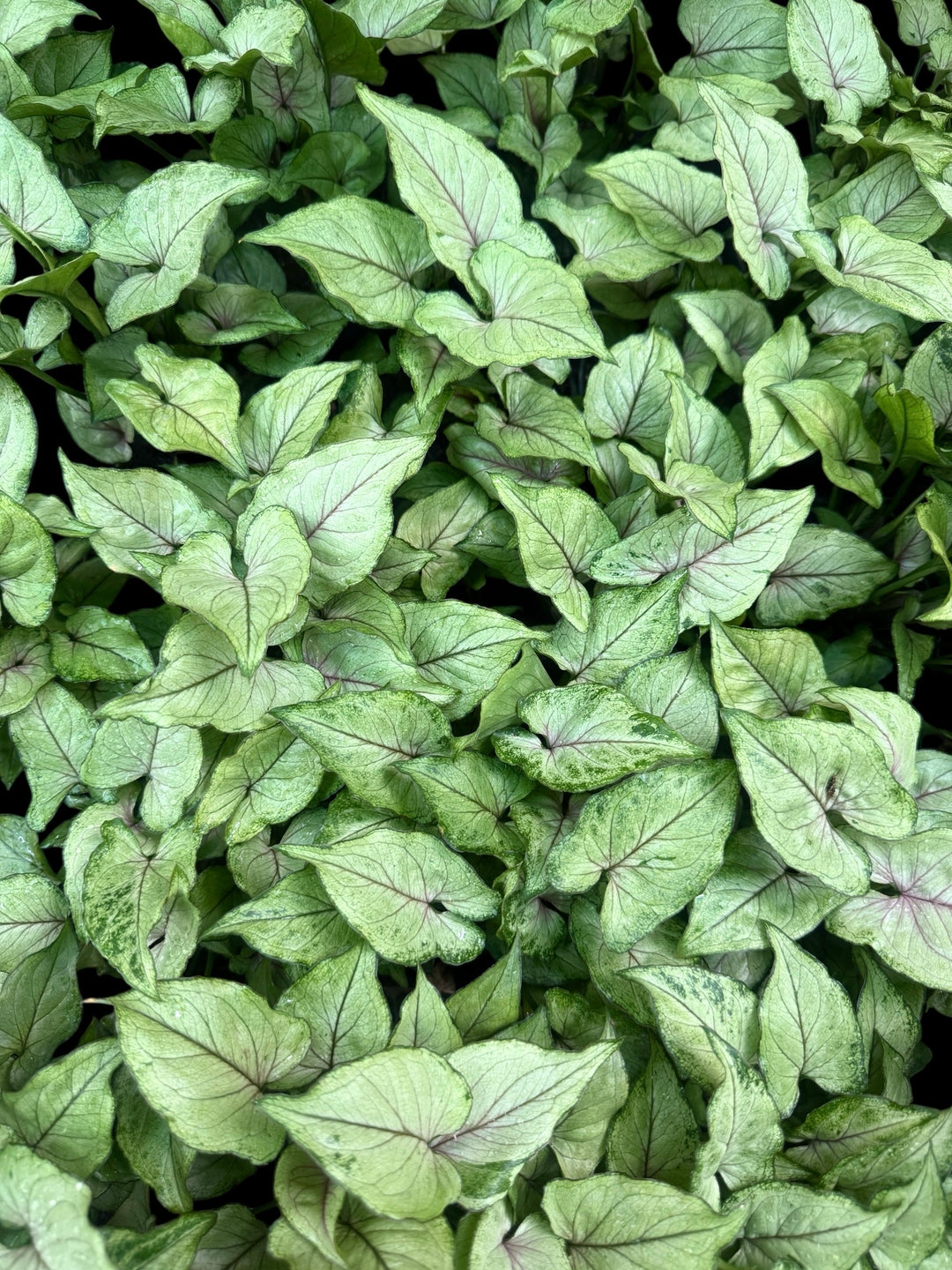 Syngonium Pink Allusion