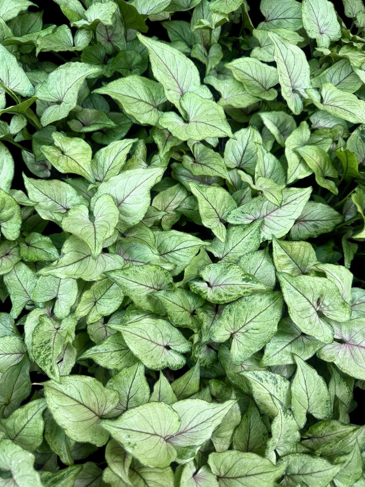 Syngonium Pink Allusion