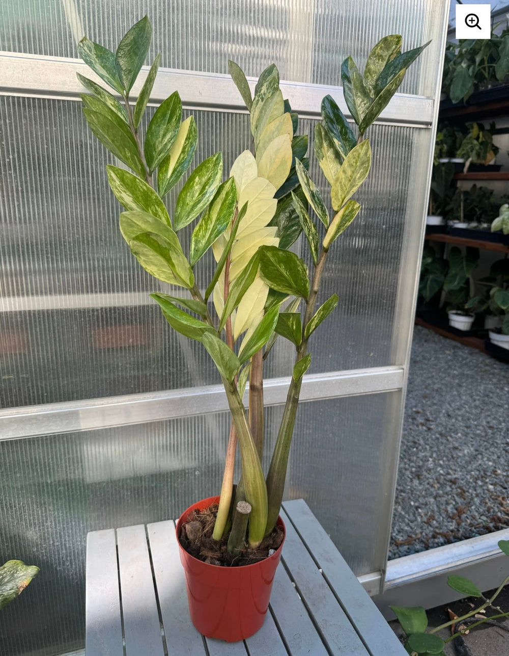 Extra large variegated ZZ