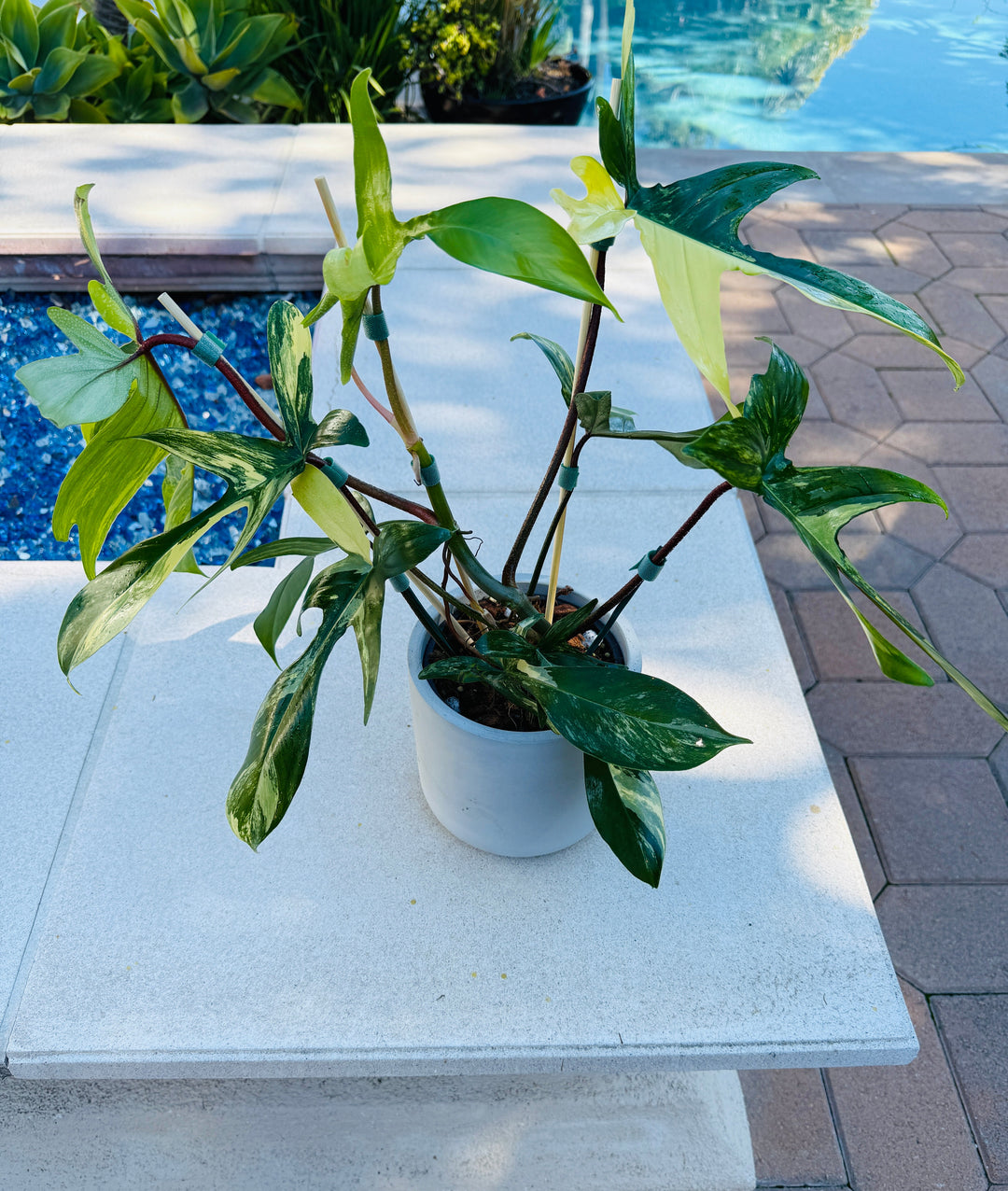 XL Flordia Beauty for sale 