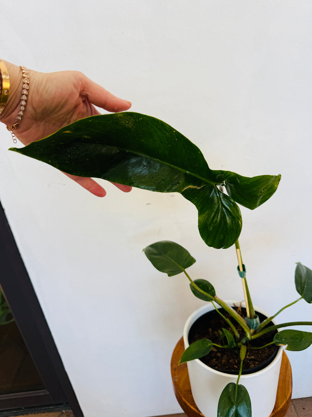 Philodendron Mexicanum 