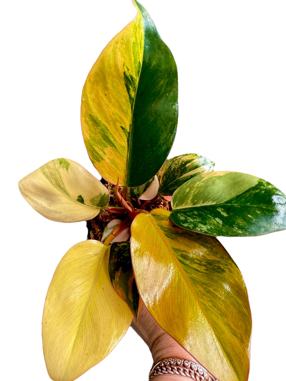 Philodendron Red Congo for sale 