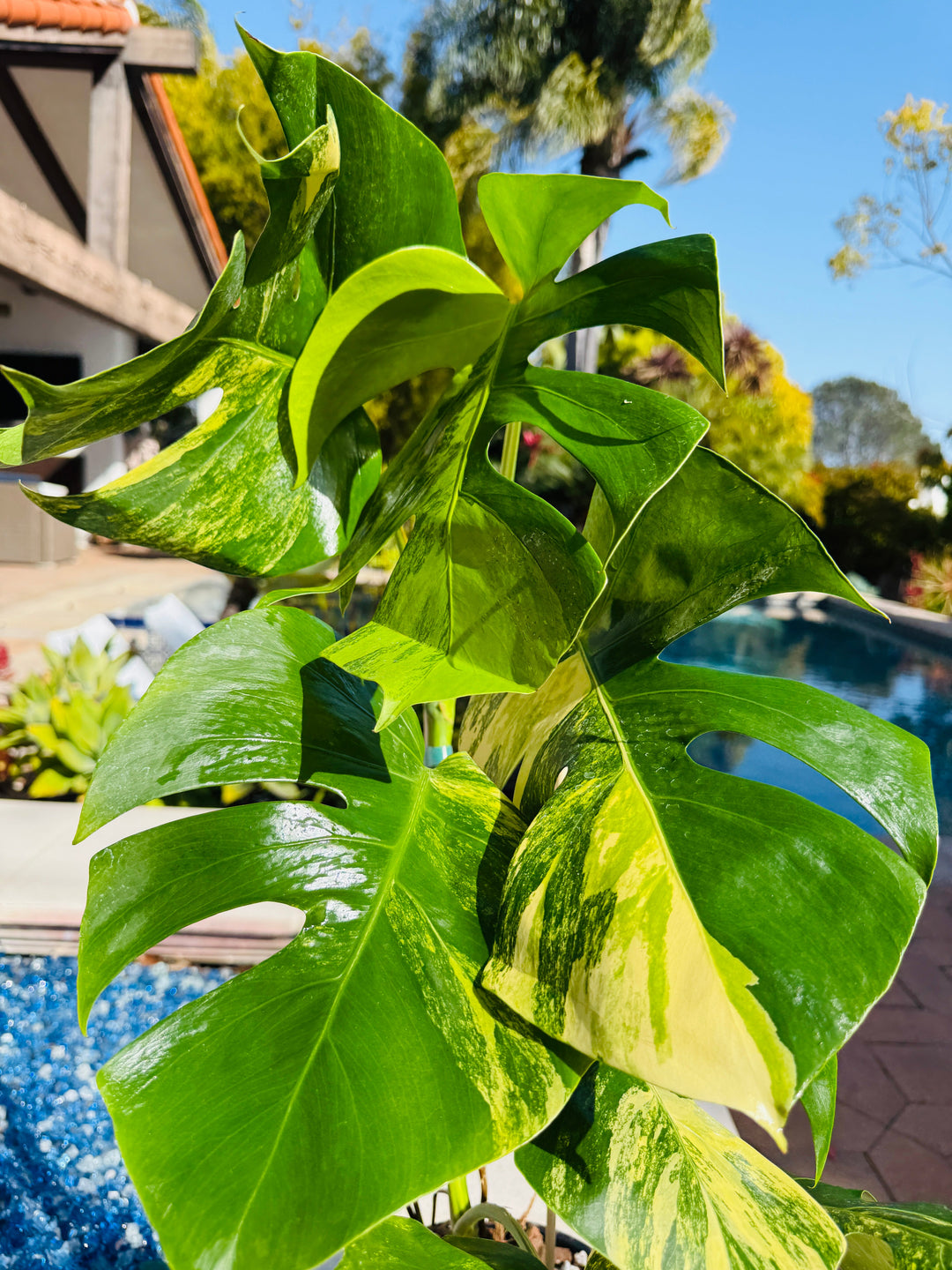 Monstera Aurea for sale at Plant Vault