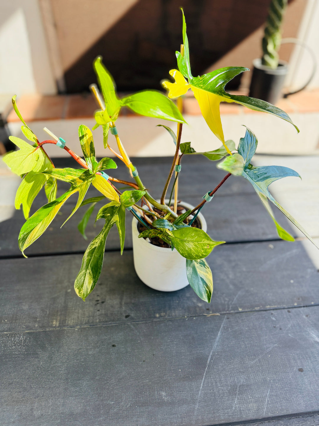 Philodendron Flordia Beauty for sale at Plant Vault