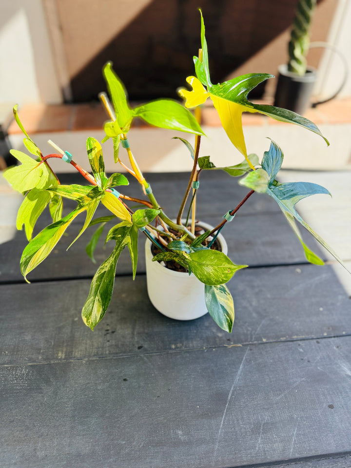 Philodendron Flordia Beauty for sale at Plant Vault