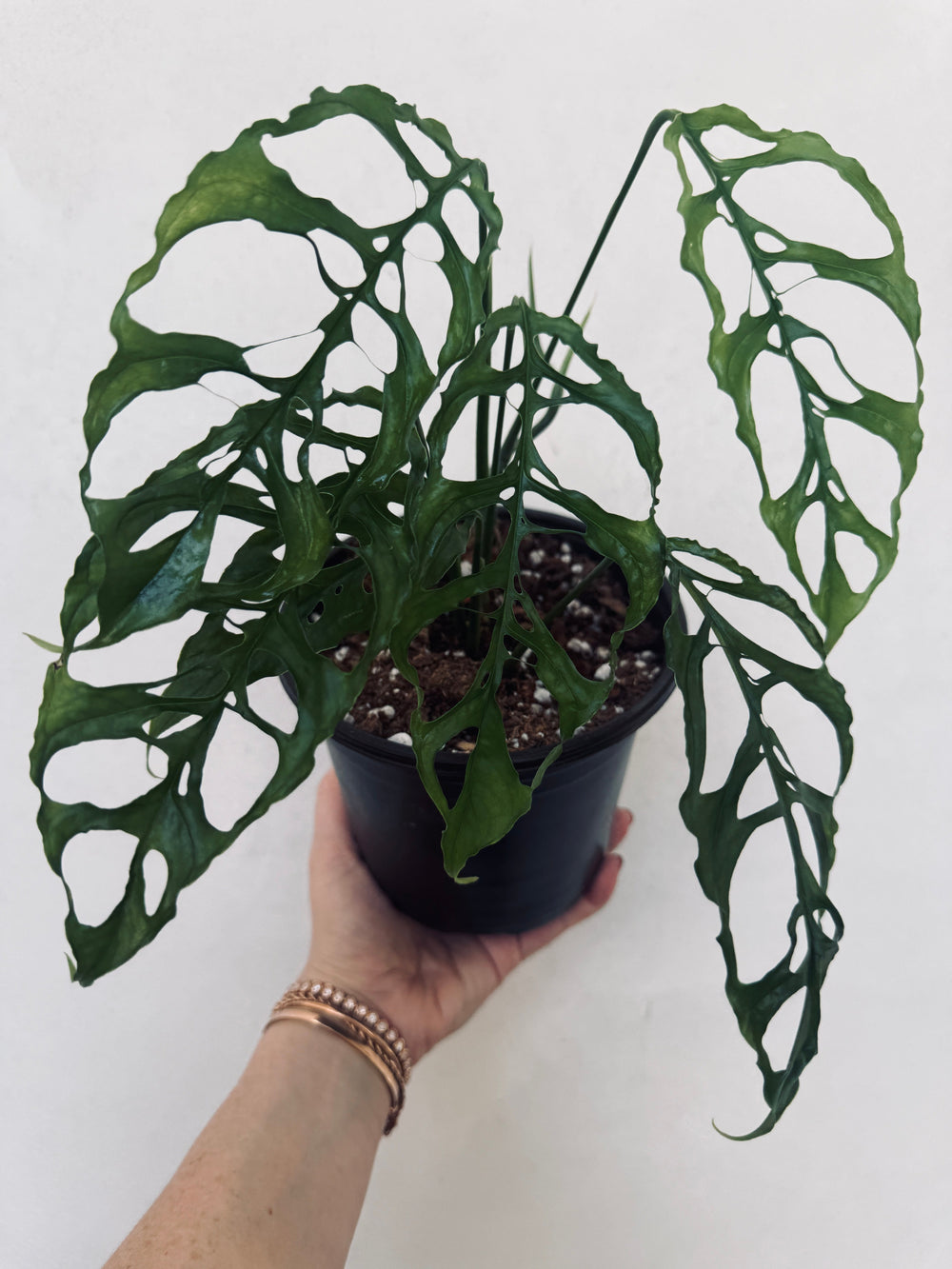 Monstera Obliqua for sale