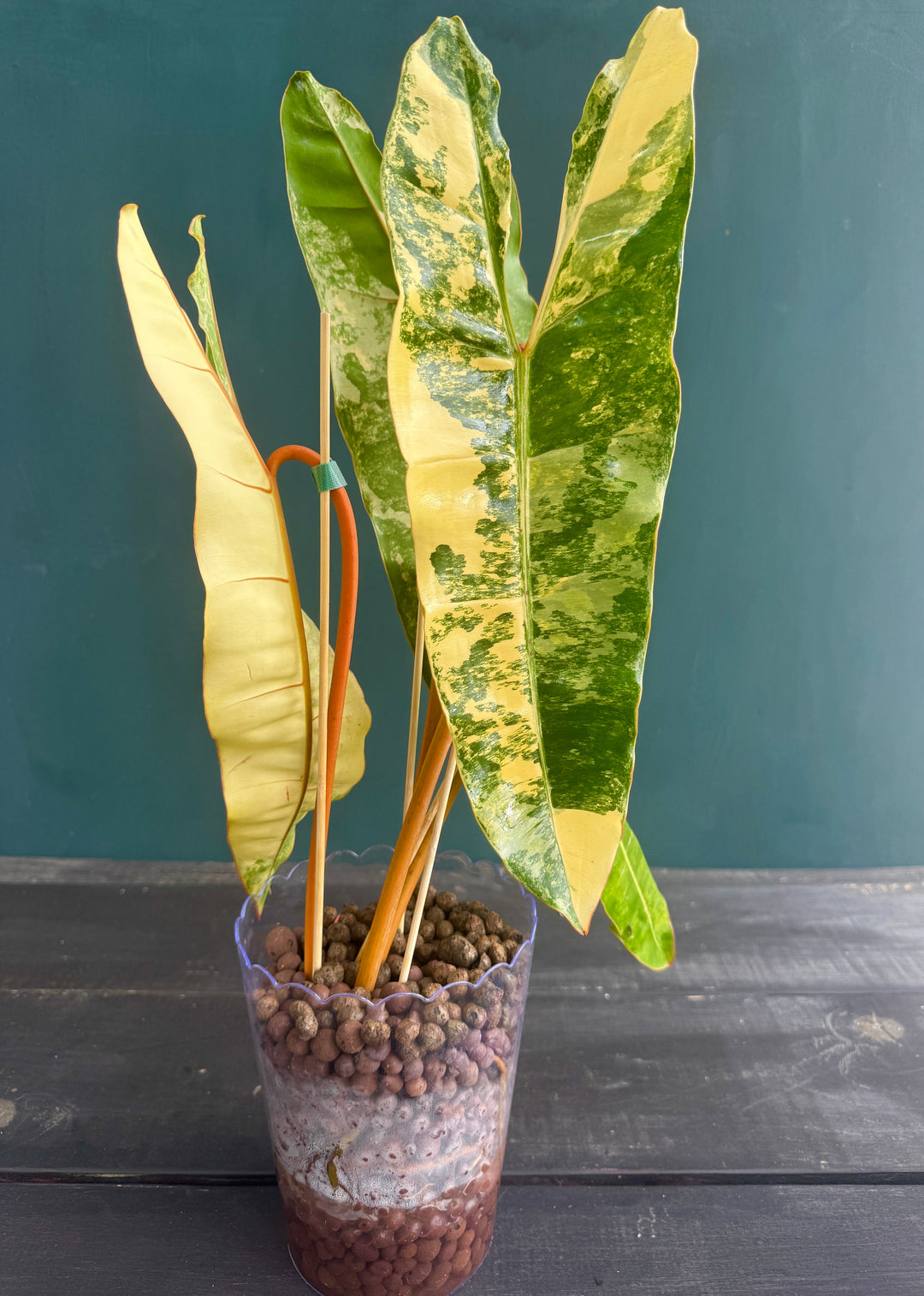 Philodendron Billietaie Variegated &amp; High Variegated for sale at Plant Vault