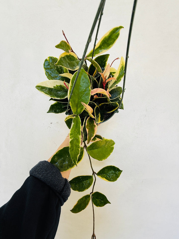 Hoya Krimson Queen for sale at Plant Vault
