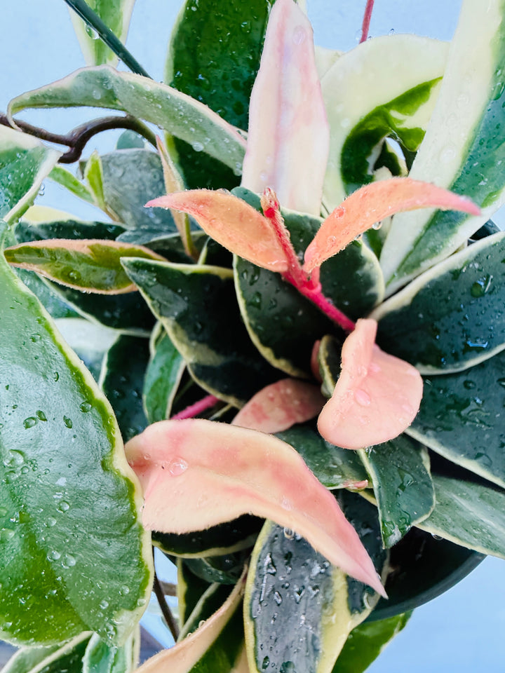 Hoya Krimson Queen up close
