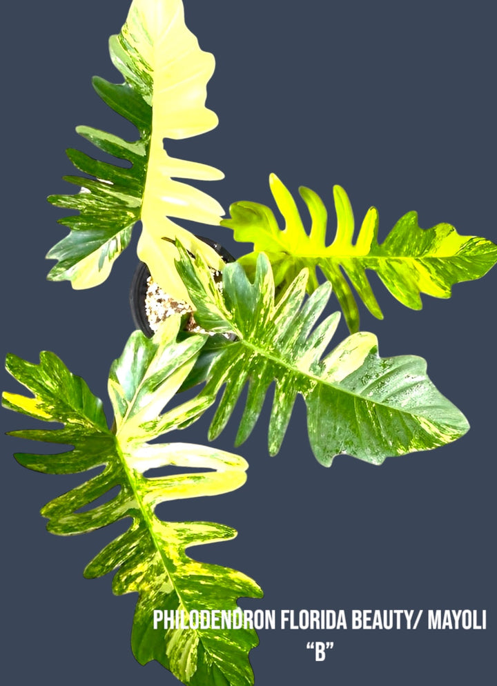 Philodendron Flordia Beauty x Mayoi for sale