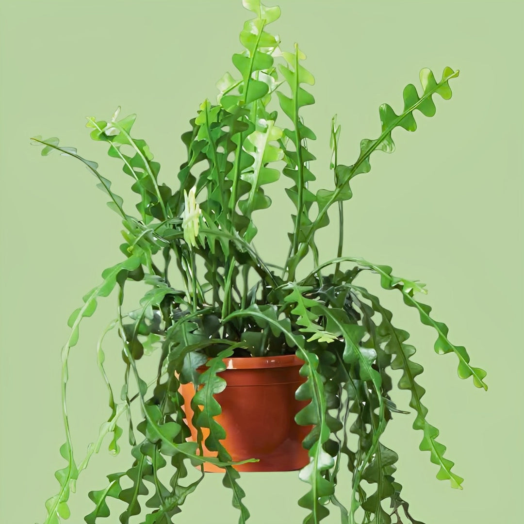 Ric Rack Fishbone Cactus