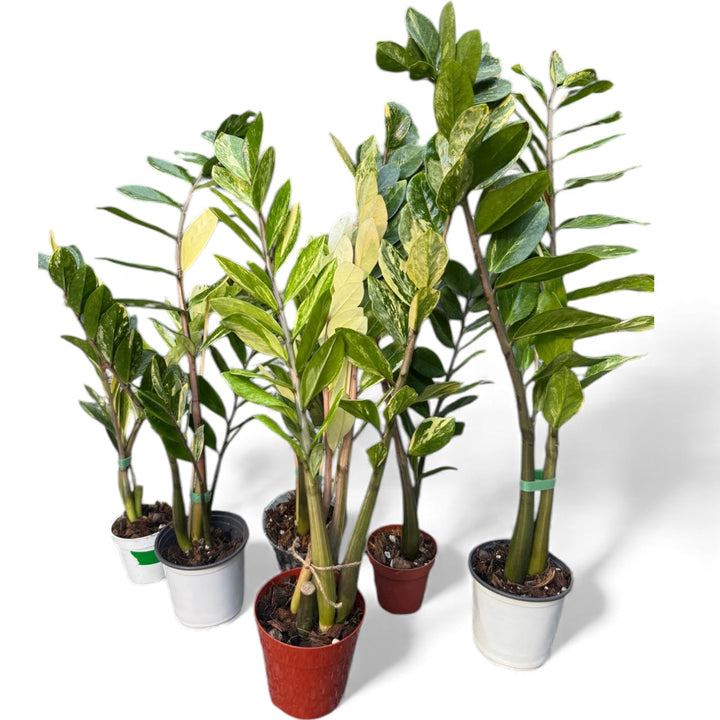 XL Variegated ZZ