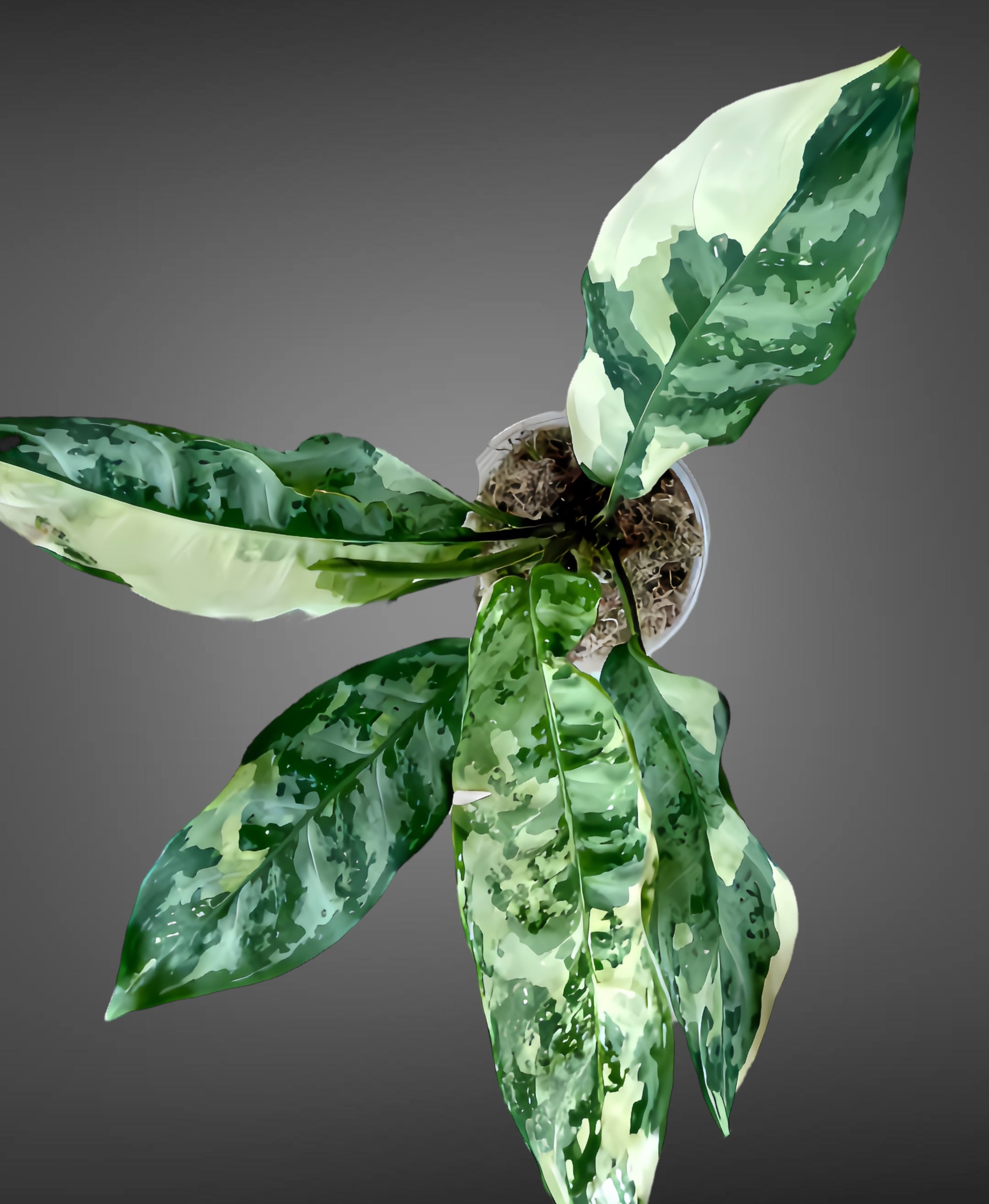 Rare Variegated Aglaonema Manila Pride Indoor Tropical Houseplant For Sale Near Me - Plant Vault