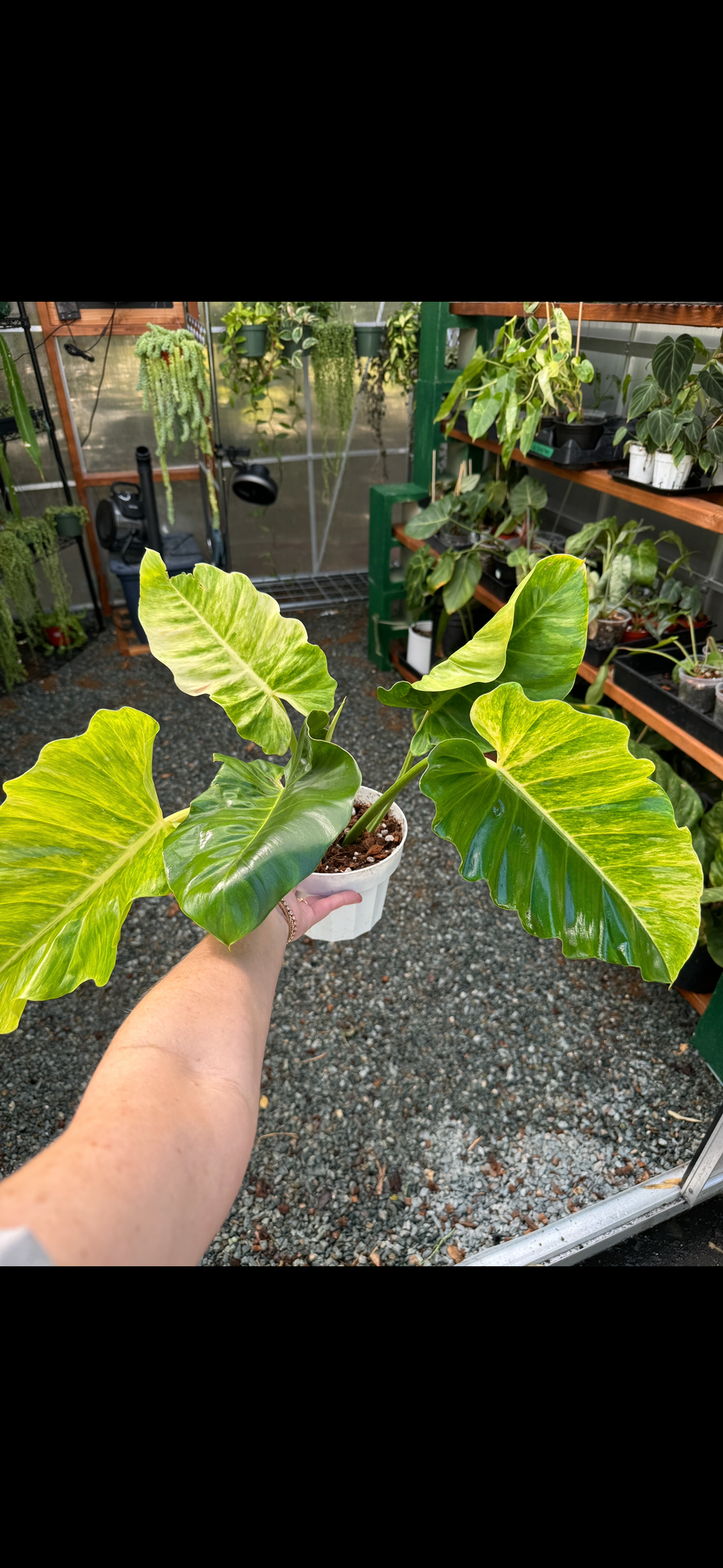 Philodendron Jungle Fever