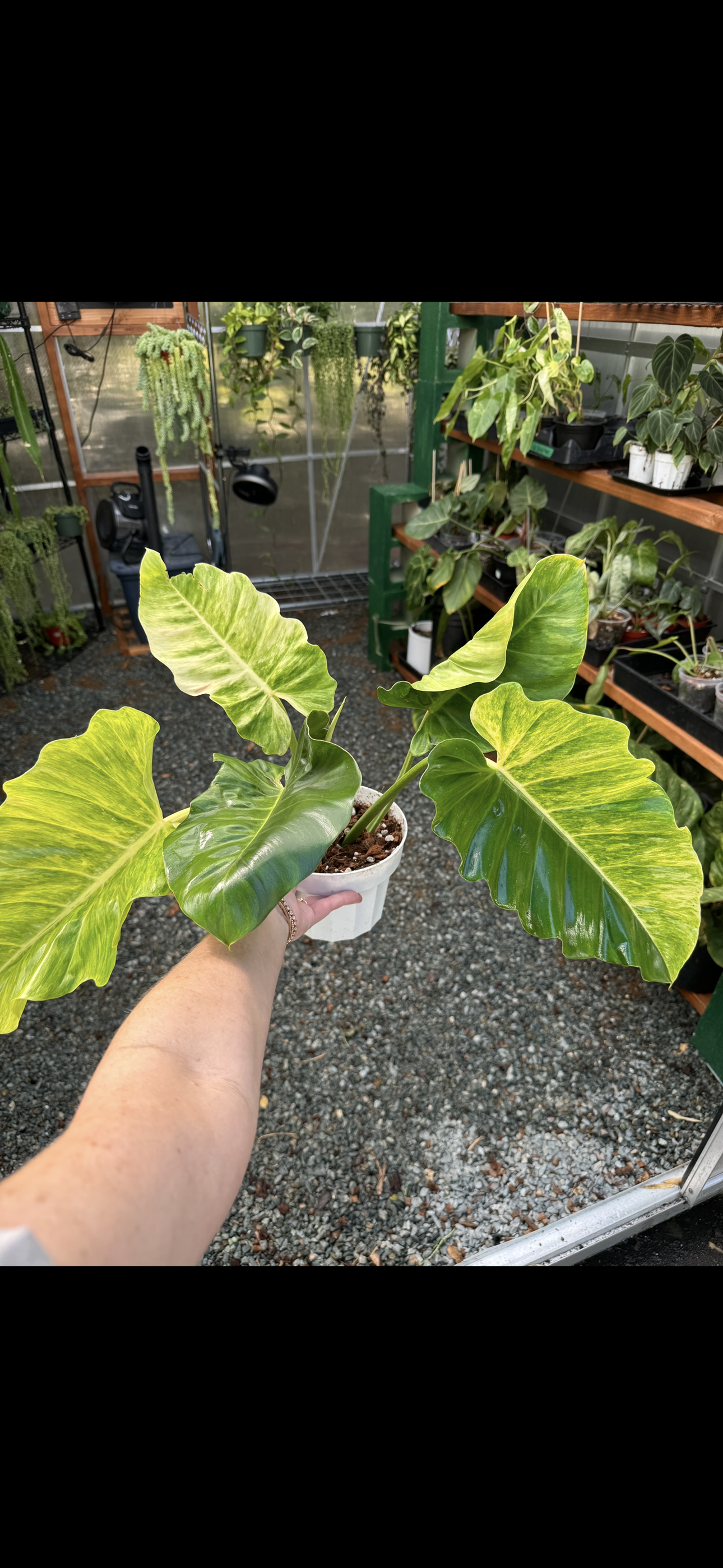 Philodendron Jungle Fever