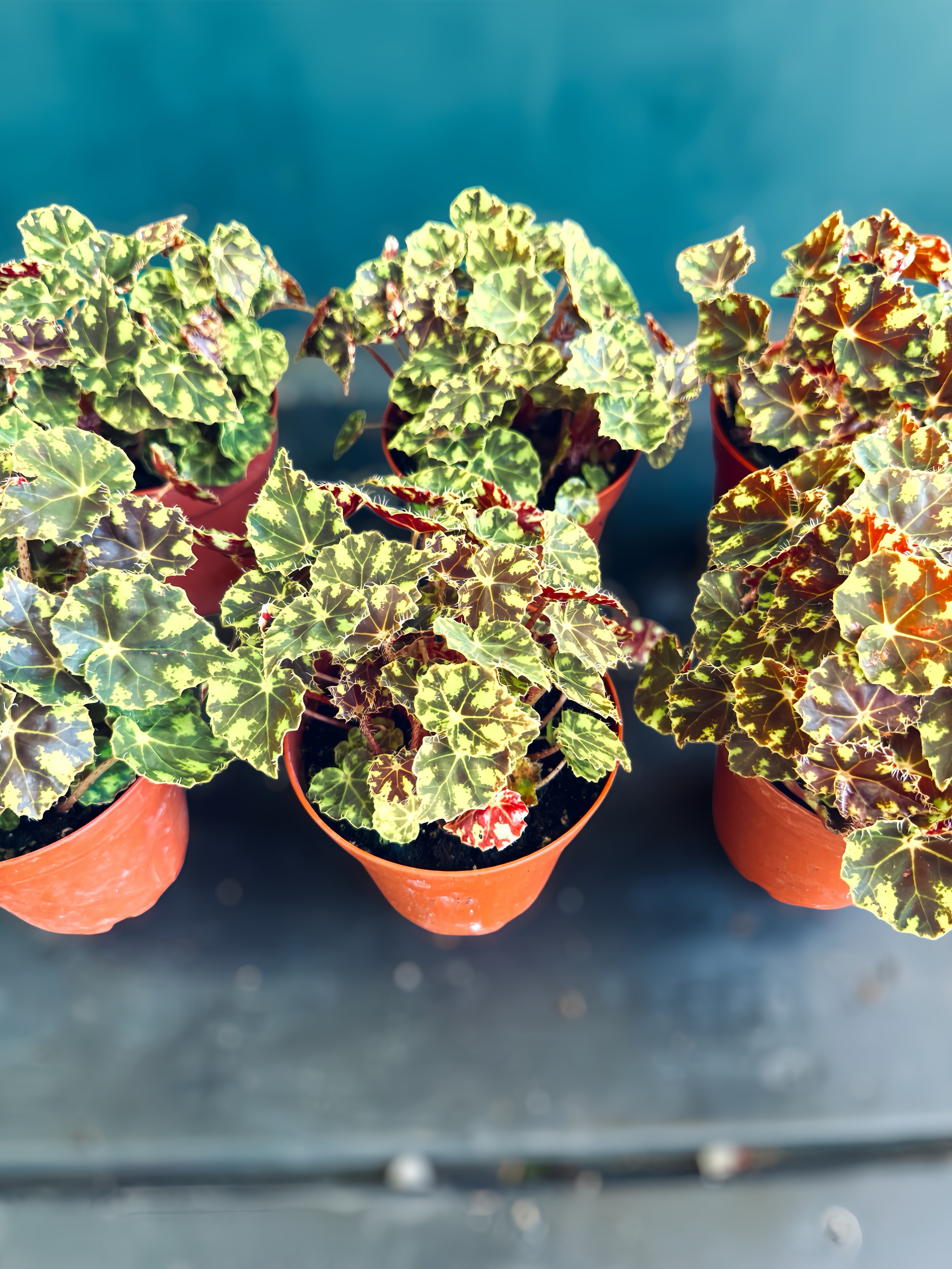 Plant Vault Tiger Paw Begonia