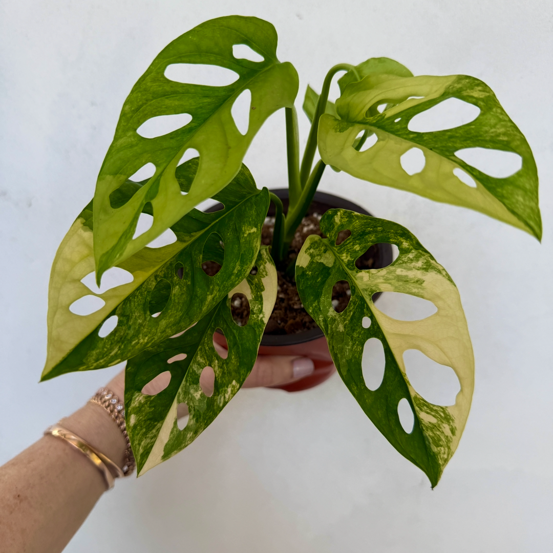 Monstera Adansonii Aurea for sale